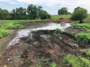 partially drained pond with muddy tire tracks and exposed soil surrounded by grass and scattered trees